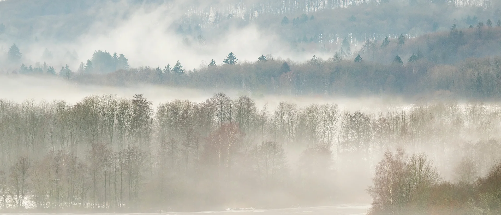 Nebel bedeckt Wald und See im Frühling