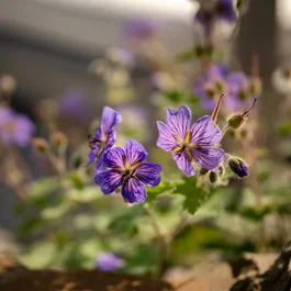 Nahaufnahme violetter Blumen mit Schatten auf Erde im Sonnenlicht