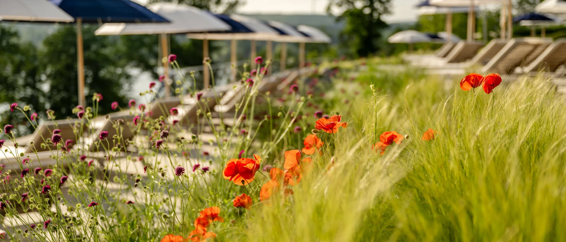 Rote Blumen und Gräser vor Liegestühlen mit blauen Sonnenschirmen im Garten
