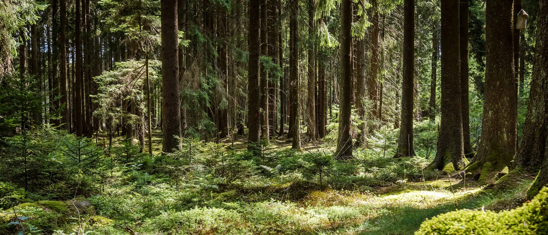 Lichtdurchfluteter Wald mit Moos und hohen Bäumen
