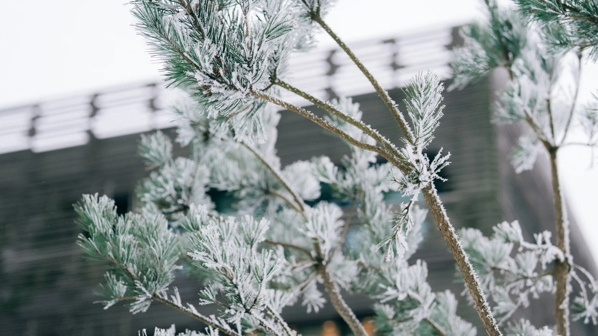 Winteraufnahme, Ast mit Schneeflocken im Vordergrund